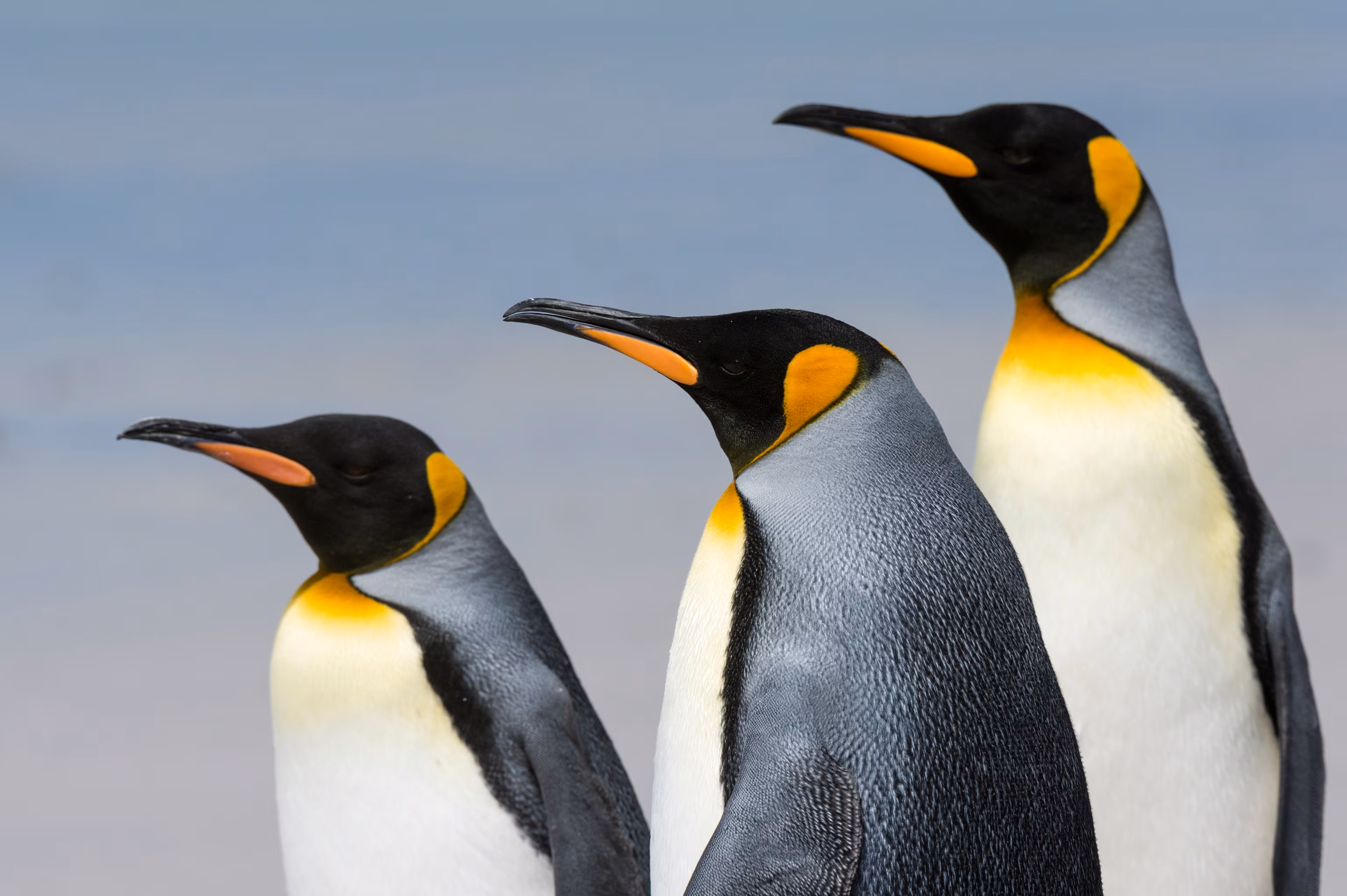 Linux Is More Than an Operating System for Developers